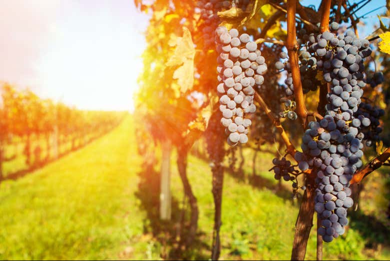 Viñedos en Santa Ynez