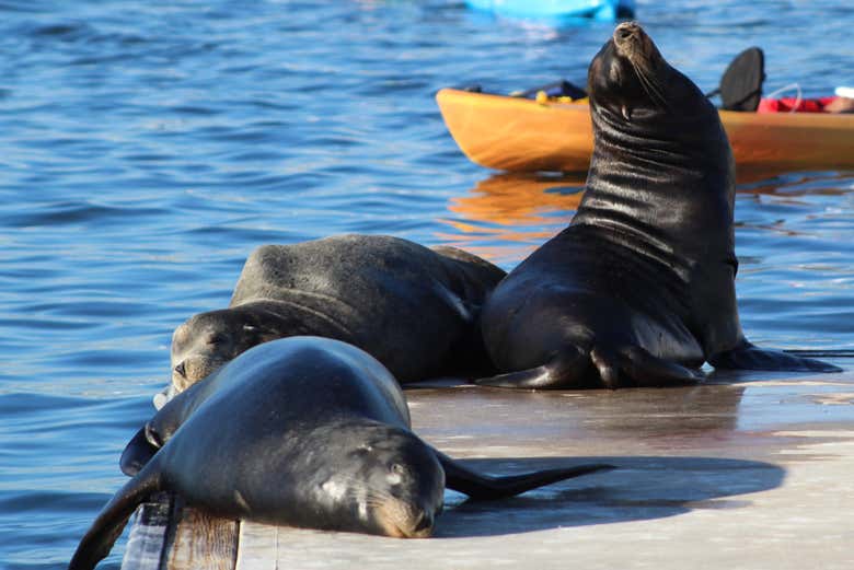 Sea lions