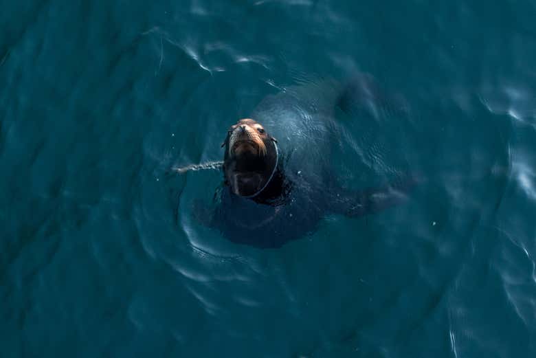Sea lion in the Pacific