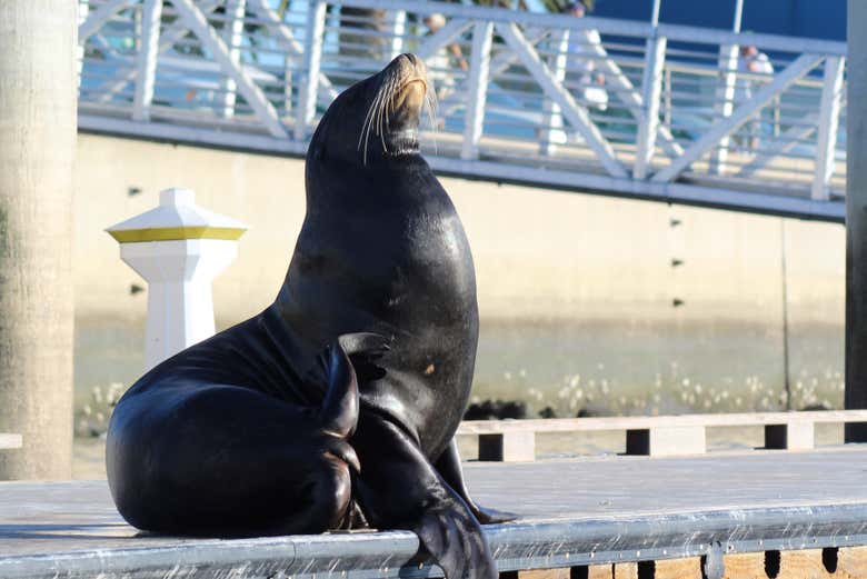 Sea lion on the dock