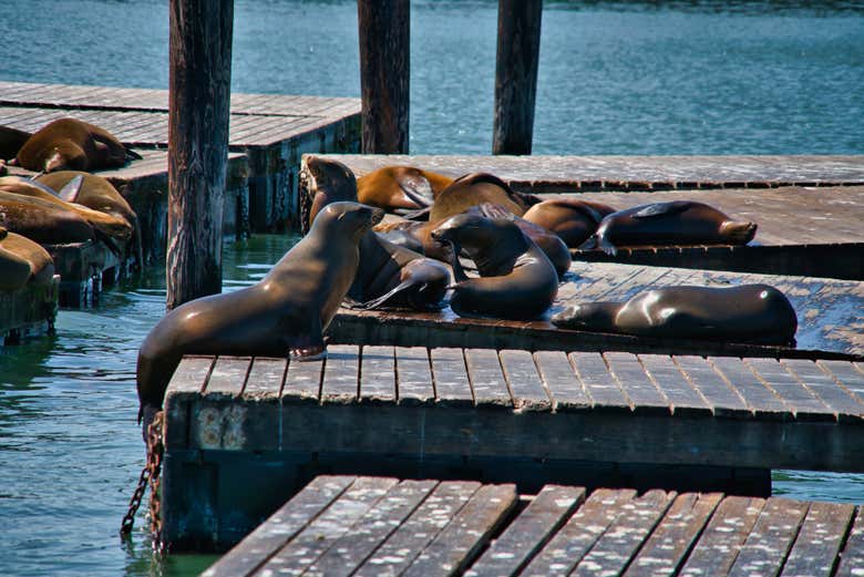 Leones en el muelle