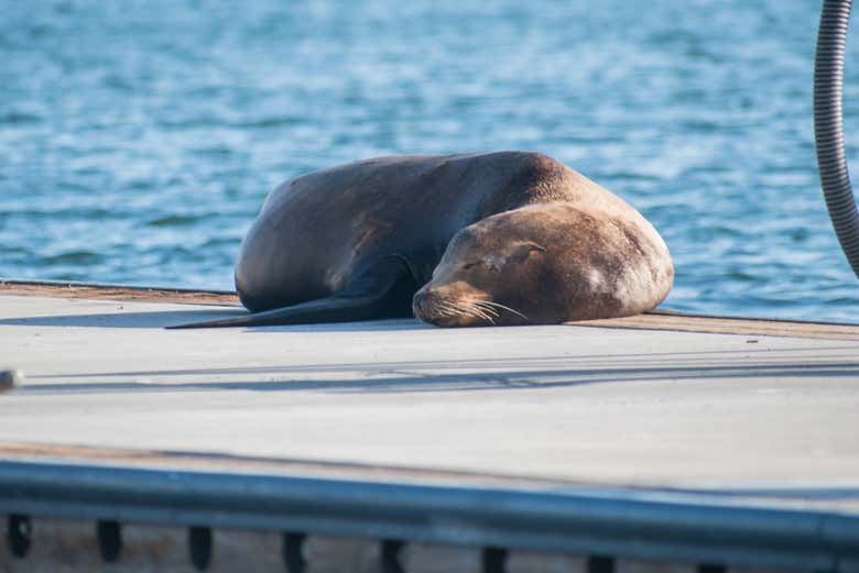 Napping on the dock