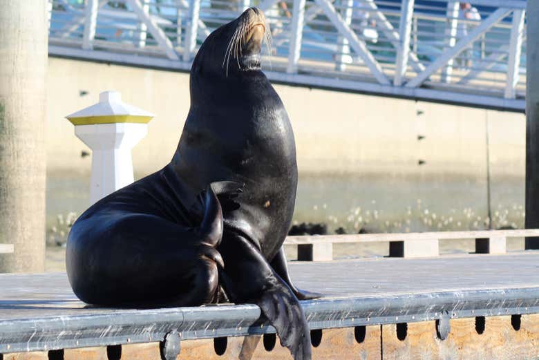 León marino en la Marina del Rey