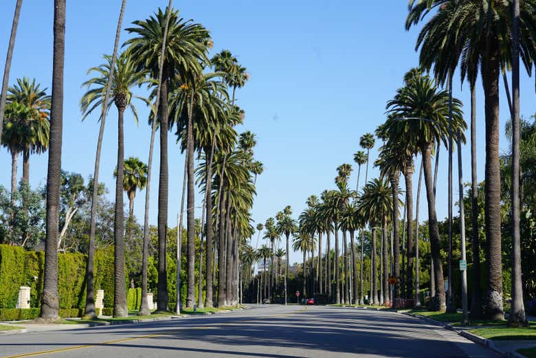Palmeiras típicas de Beverly Hills