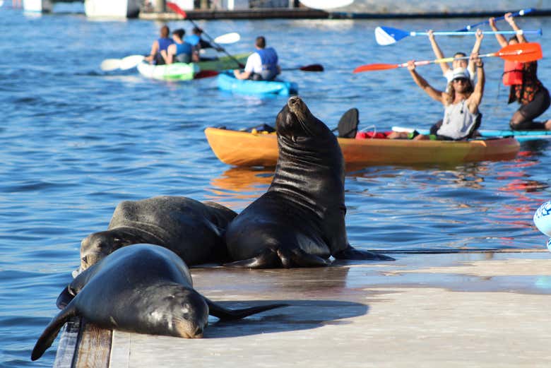 Leones marinos en el muelle