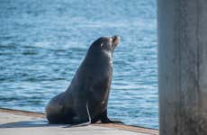 Kayak con leones marinos en Marina del Rey