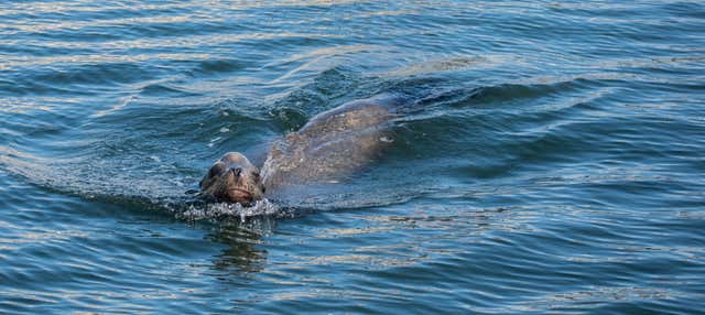 Paddle Surfing with Sea Lions