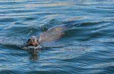 Paddle surf con leones marinos en Marina del Rey