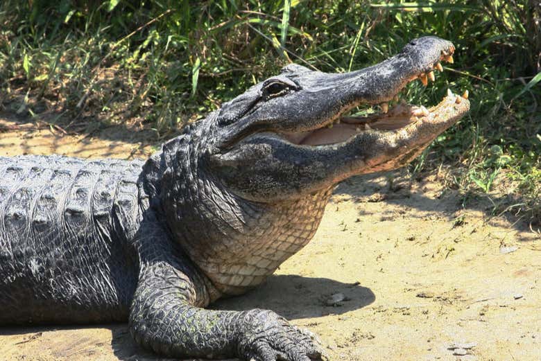 Crocodilo em Tybee Island