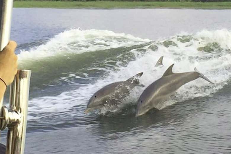 Golfinhos de Tybee Island