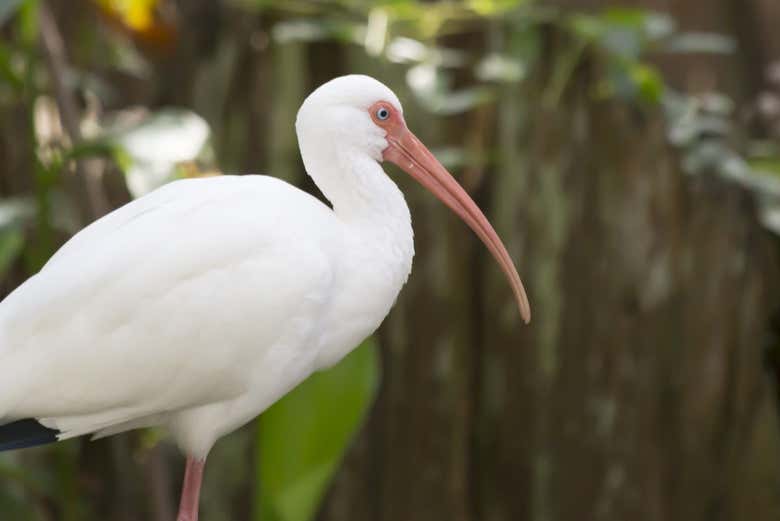 Fauna de Tybee Island