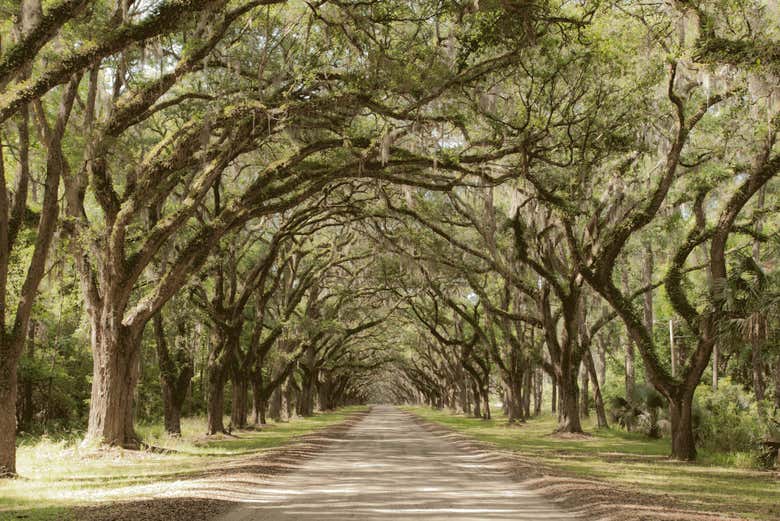 Wormsloe's oak trees