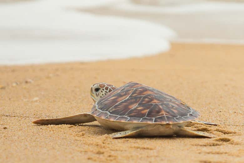 Répteis na costa de Tybee Island