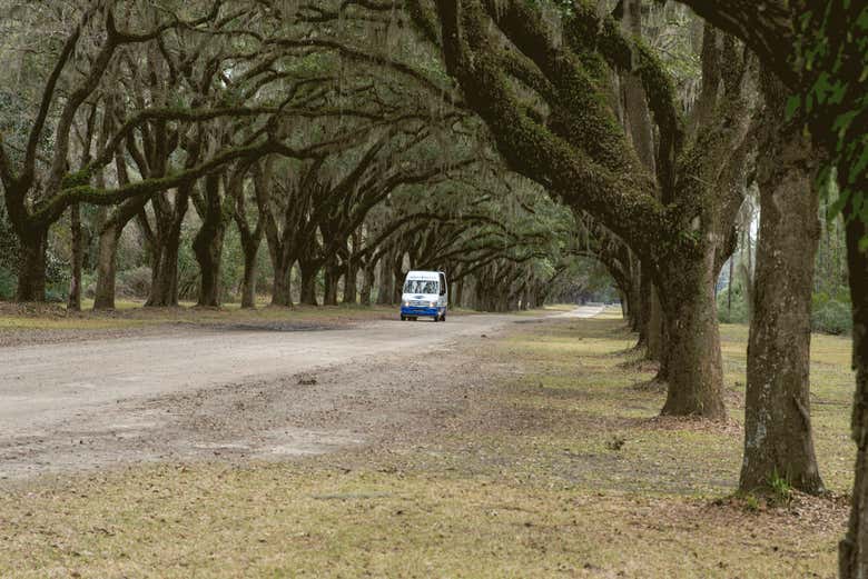 Exploring Wormsloe's oak tree forest