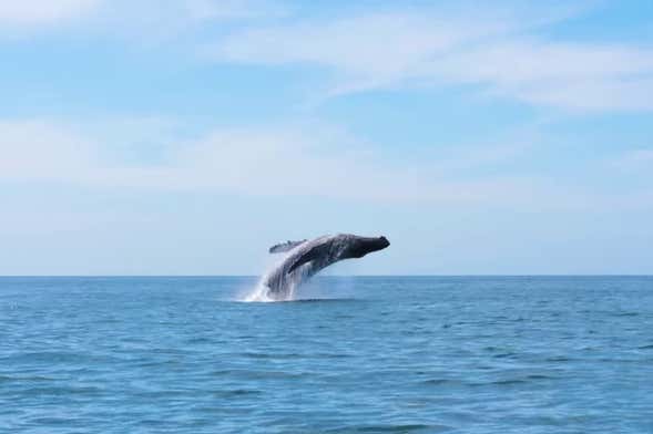 Avistamiento de ballenas en Seattle
