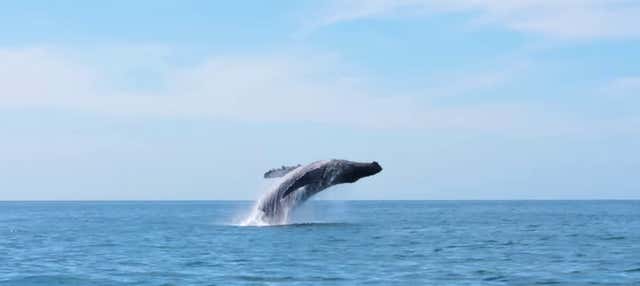 Avistamiento de ballenas en Seattle