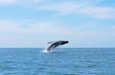 Half-Day Whale Watching Tour