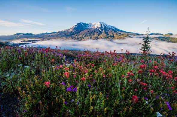 Excursion au Mont St Helens