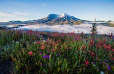 Excursion au Mont St Helens