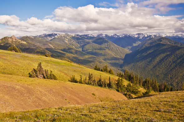 Excursión al Parque Nacional Olympic