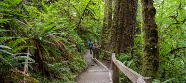 Excursión al Parque Nacional Olympic