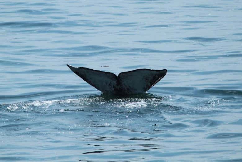 Keep your eyes peeled for these marine giants