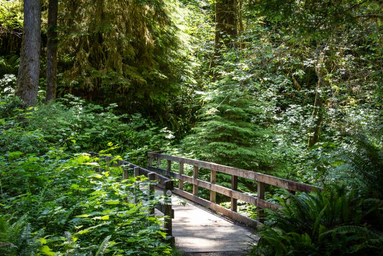 A floresta tropical de Quinault