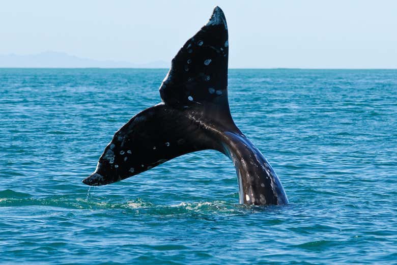 Glimpse whales up close