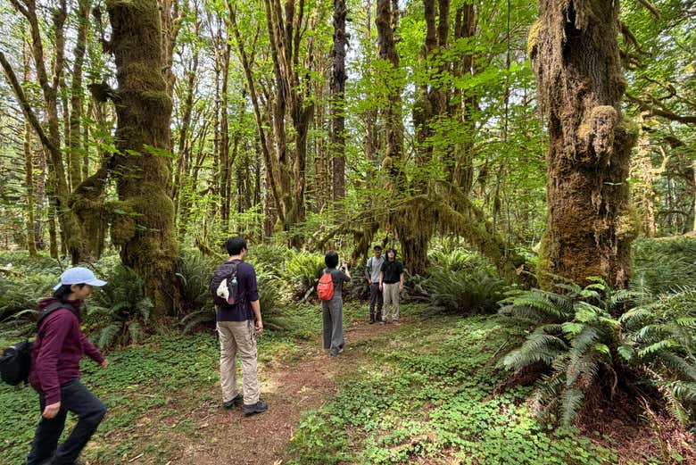 Explorando el bosque lluvioso de Quinault