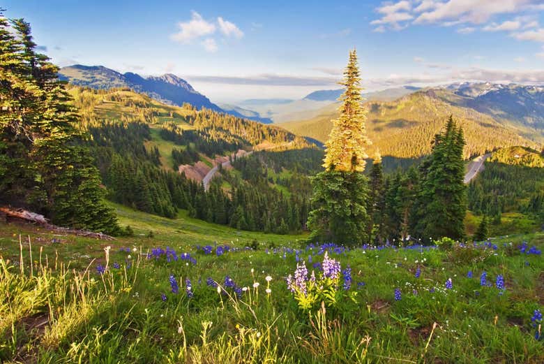 Hurricane Ridge, en el Parque Nacional Olympic