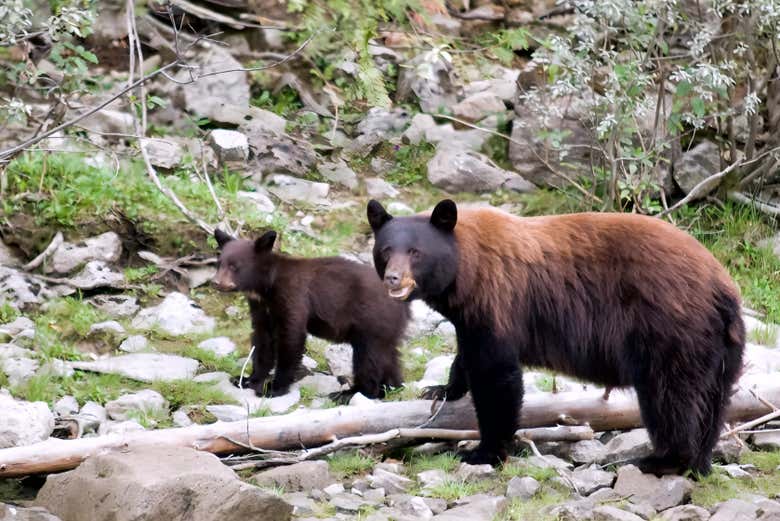 Ursos-negros-americanos