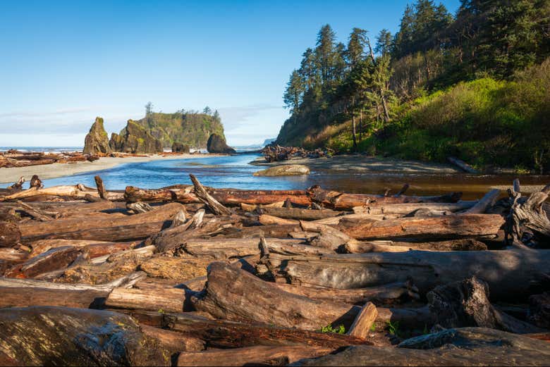 Ruby Beach e seus troncos espalhados