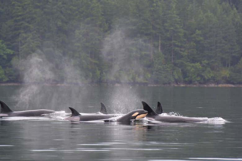 Make the most of your visit to Seattle