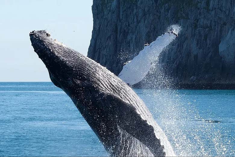 Ballena en el Parque Nacional de los Fiordos de Kenai