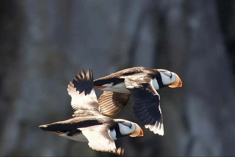 Dos frailecillos volando en los Fiordos de Kenai
