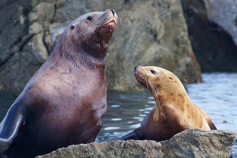 Disfrutaremos de la vida marina de los Fiordos de Kenai