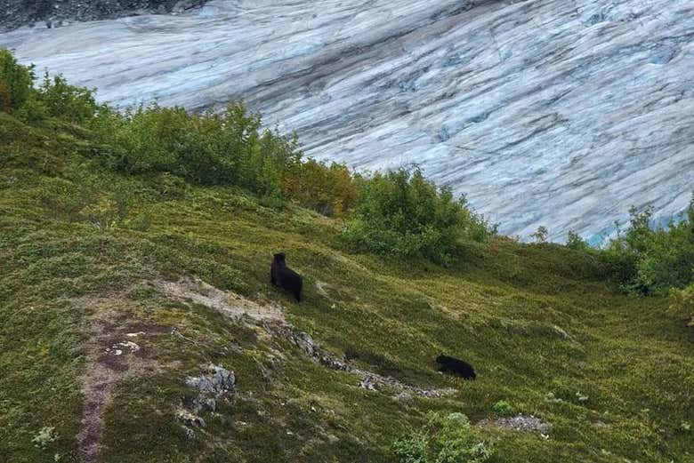 Osos en libertad en el Parque Nacional de los Fiordos de Kenai 