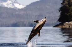 Avistamiento de fauna marina en Sitka