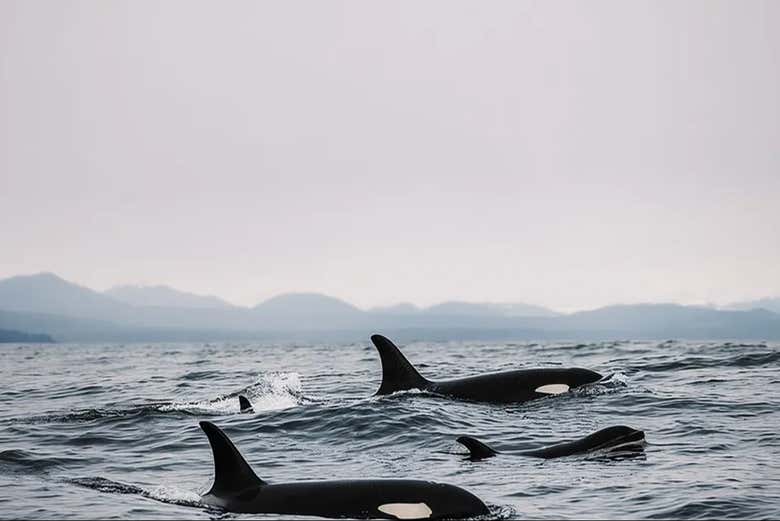 Orcas nadando por las aguas de Sitka
