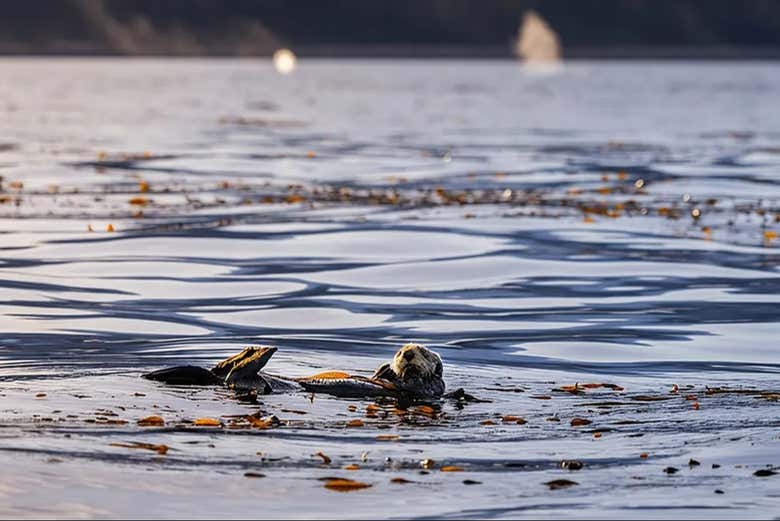 Conoceremos todos los secretos de la fauna de Alaska