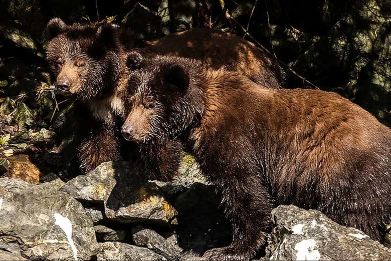 Podremos ver osos desde el barco