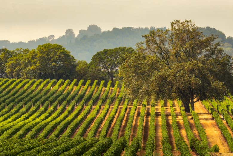 Vigneto a Sonoma