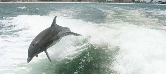 Dolphin Watching in Tampa Bay
