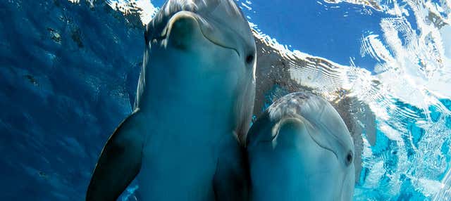 Clearwater Marine Aquarium Ticket