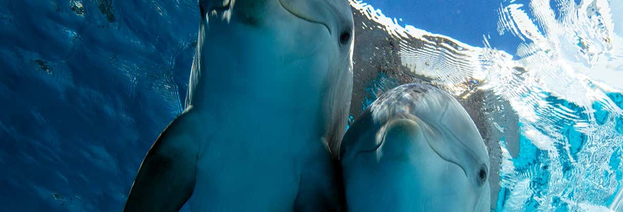 Zoológicos y acuarios en Tampa