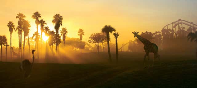 Entrada a Busch Gardens Tampa Bay