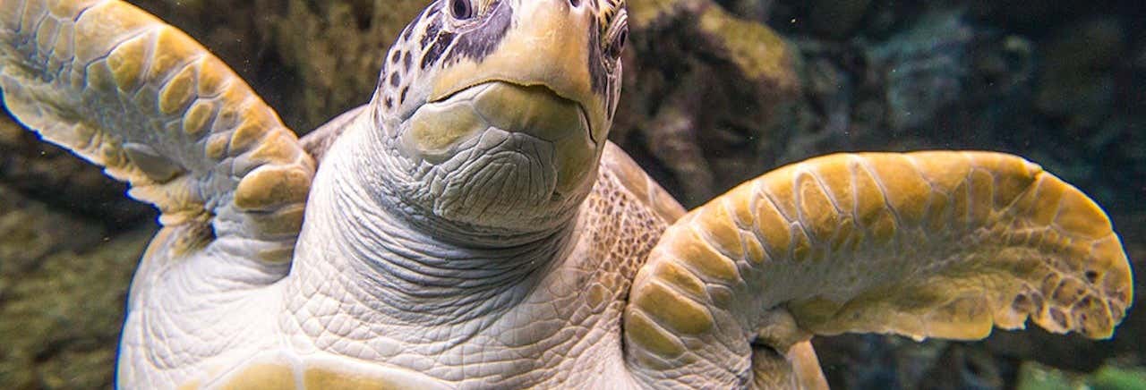 Zoos et aquariums à Tampa