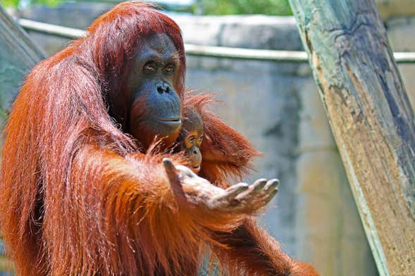 Billet pour le Zoo de Tampa + Aquarium de Florida