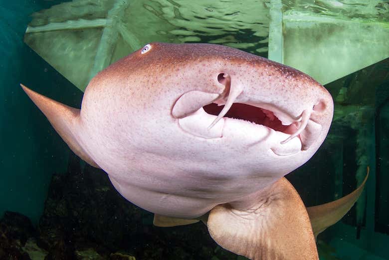 Acuario Marino Clearwater