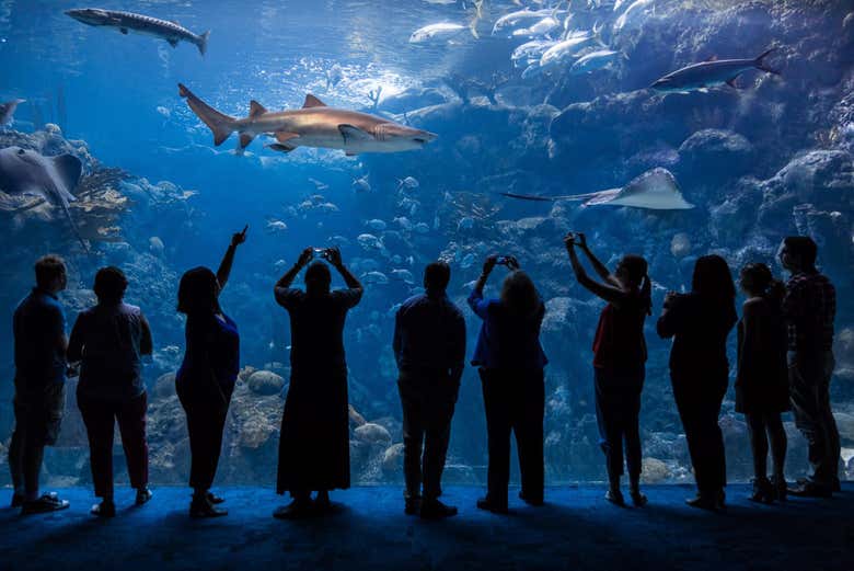 The Florida Aquarium Ticket in Tampa Book at